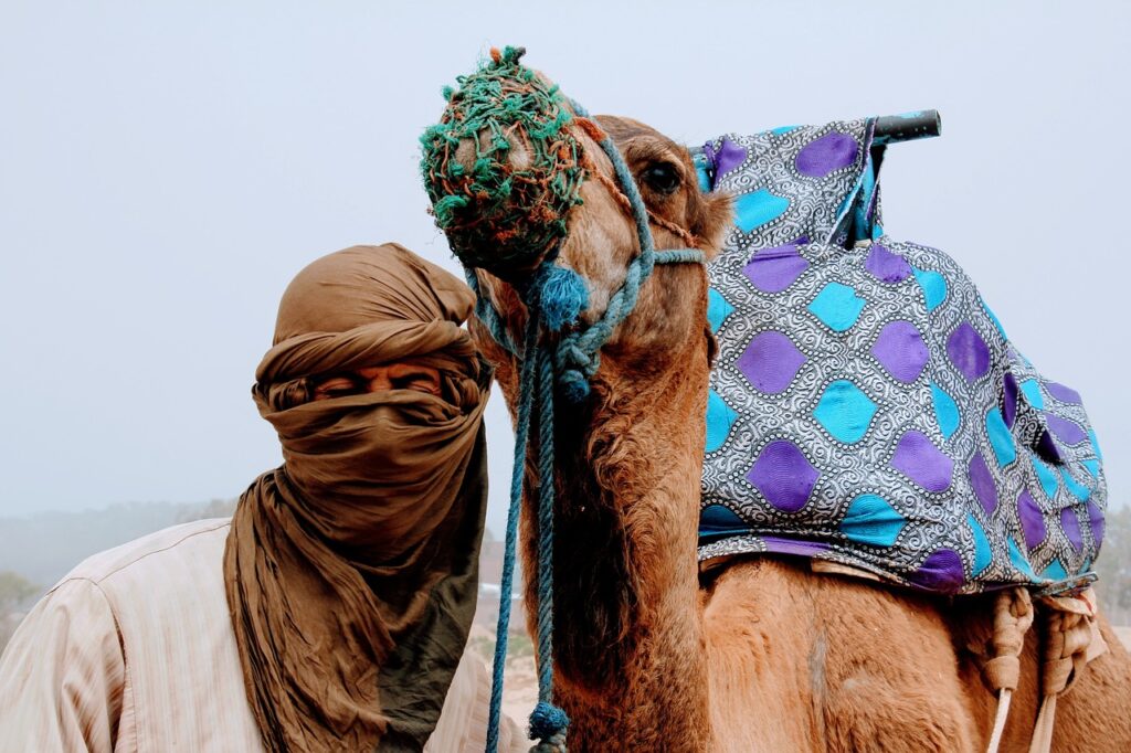 camel-camel-love-love-2465551 camel, camel love, love-2465551.jpg